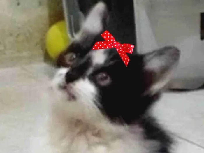 Gato ra a Mestiça  idade 2 a 6 meses nome Mel 