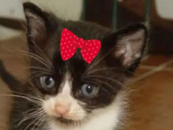 Gato raça Mestiça  idade 2 a 6 meses nome Mila 