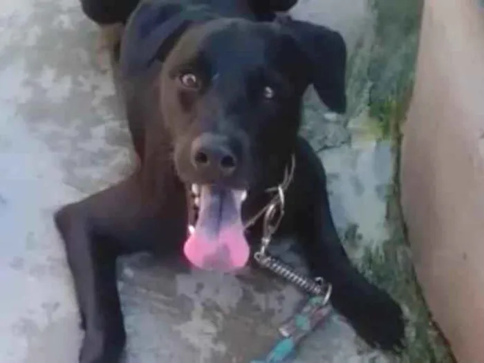 Cachorro raça Mestiço de labrador idade 3 anos nome Cão 3 anos
