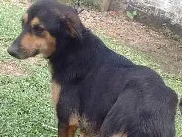 Cachorro ra a Pastor alemão e mistura idade 1 ano nome Pretinha