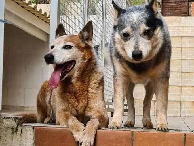 Cachorro ra a Blue e Red Heelers idade 6 ou mais anos nome KIKA e LEAH