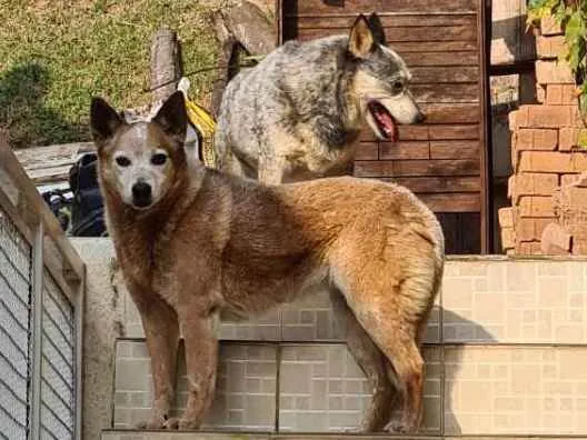 Cachorro ra a Blue e Red Heelers idade 6 ou mais anos nome KIKA e LEAH