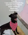 Cachorro raça Srd idade 1 ano nome Paçoca