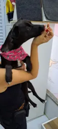Cachorro raça Srd idade 1 ano nome Paçoca
