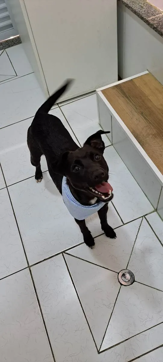 Cachorro raça Srd idade 1 ano nome Paçoca