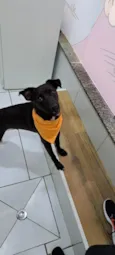 Cachorro raça Srd idade 1 ano nome Paçoca