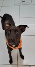 Cachorro raça Srd idade 1 ano nome Paçoca