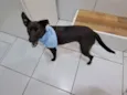 Cachorro raça Srd idade 1 ano nome Paçoca