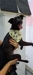 Cachorro raça Srd idade 1 ano nome Paçoca