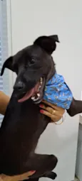 Cachorro raça Srd idade 1 ano nome Paçoca