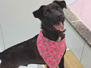 Cachorro raça Srd idade 1 ano nome Paçoca