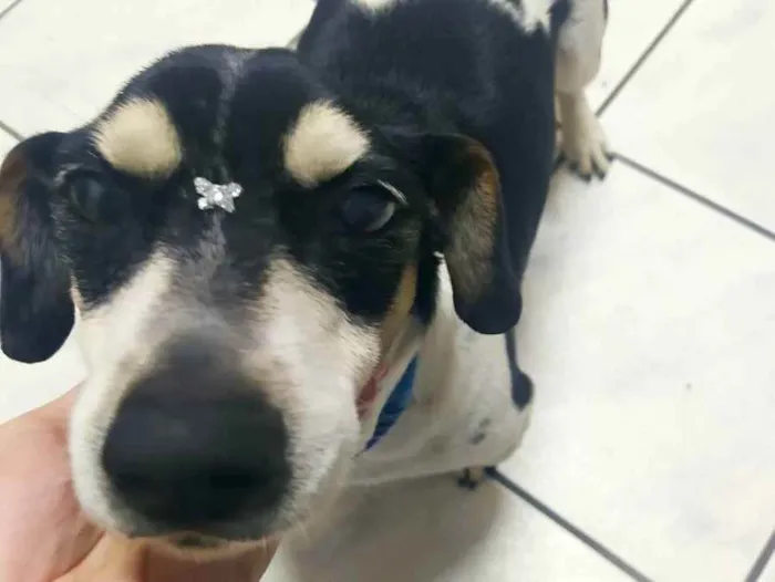 Cachorro ra a Sem Raça idade 6 ou mais anos nome Charlie e Lili