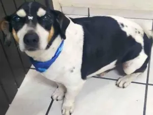 Cachorro raça Sem Raça idade 6 ou mais anos nome Charlie e Lili