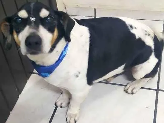 Cachorro ra a Sem Raça idade 6 ou mais anos nome Charlie e Lili