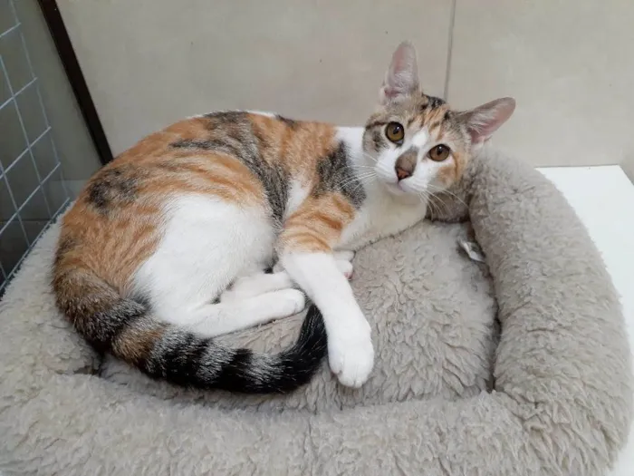 Gato ra a SRD idade 7 a 11 meses nome Princesa 