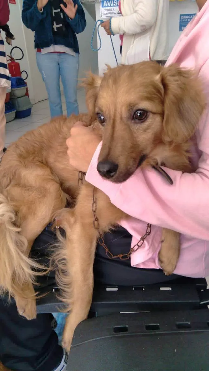 Cachorro raça Sem raça definida idade 1 ano nome Paçoca 