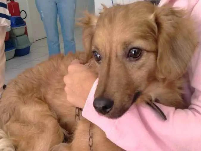 Cachorro raça Sem raça definida idade 1 ano nome Paçoca 