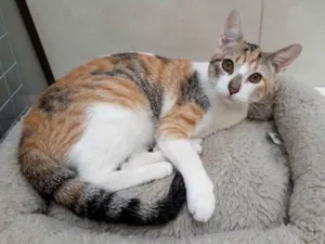 Gato raça SRD idade 7 a 11 meses nome Princesa 