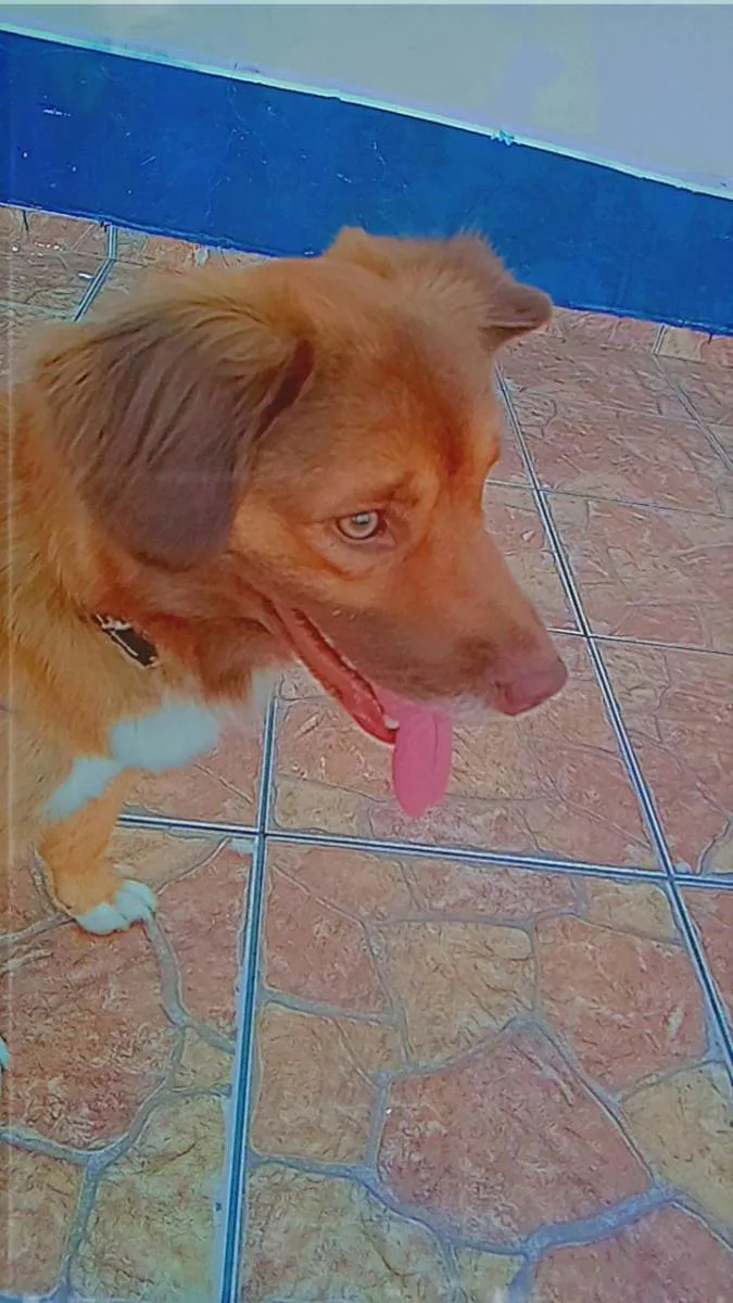 Cachorro ra a Mistura Cocker com Fox  idade 2 anos nome Noah