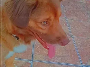 Cachorro raça Mistura Cocker com Fox  idade 2 anos nome Noah