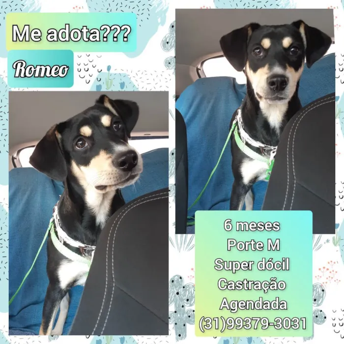 Cachorro raça SRD idade  nome Romeo