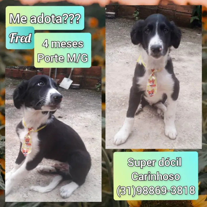Cachorro raça SRD idade 2 a 6 meses nome Fred