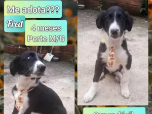 Cachorro raça SRD idade 2 a 6 meses nome Fred
