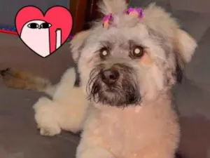 Cachorro raça Srd  idade 1 ano nome Zoe 