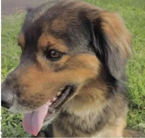 Cachorro ra a Mestiço  idade 1 ano nome Leão 