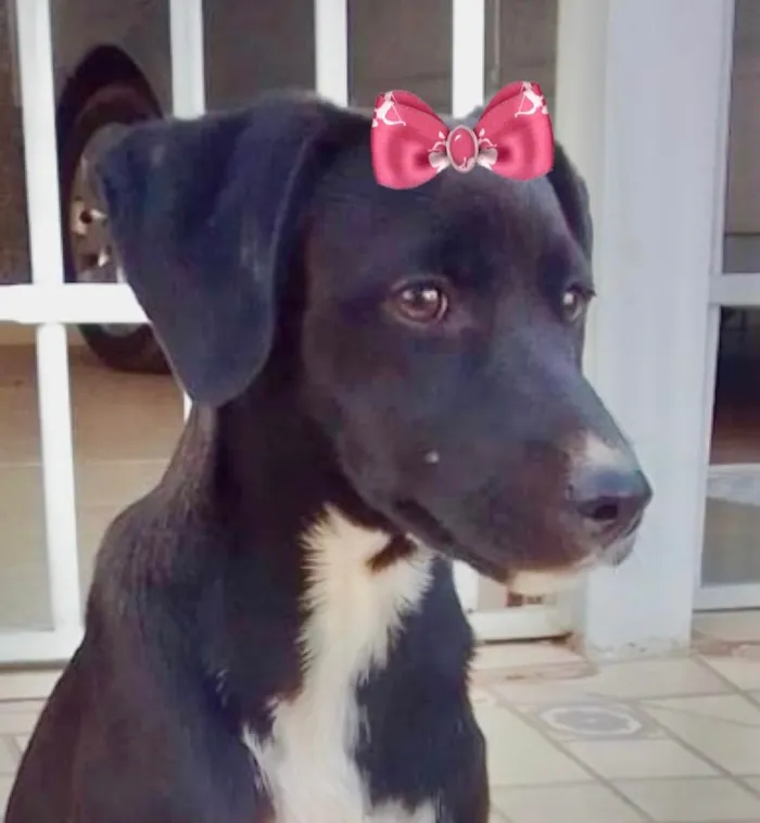Cachorro ra a Mestiça  idade 2 a 6 meses nome Rubi 