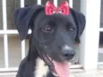 Rubi 