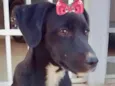 Rubi 