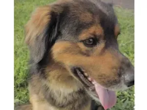 Cachorro raça Mestiço  idade 1 ano nome Leão 