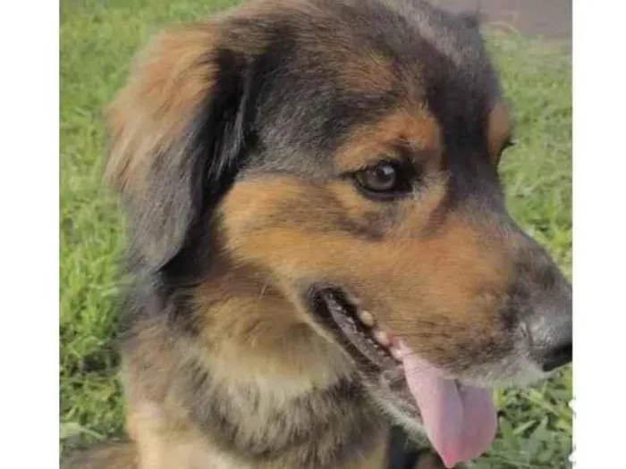 Cachorro ra a Mestiço  idade 1 ano nome Leão 