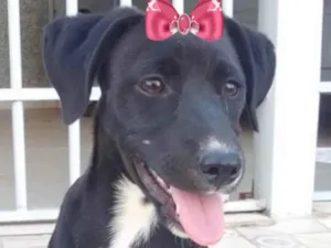 Cachorro raça Mestiça  idade 2 a 6 meses nome Rubi 