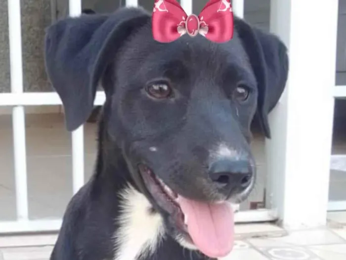 Cachorro ra a Mestiça  idade 2 a 6 meses nome Rubi 