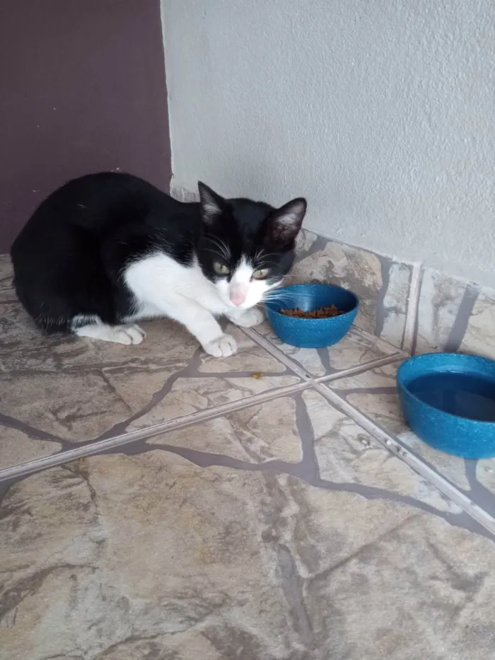 Gato ra a Indefinida  idade 7 a 11 meses nome Sem nome ainda.