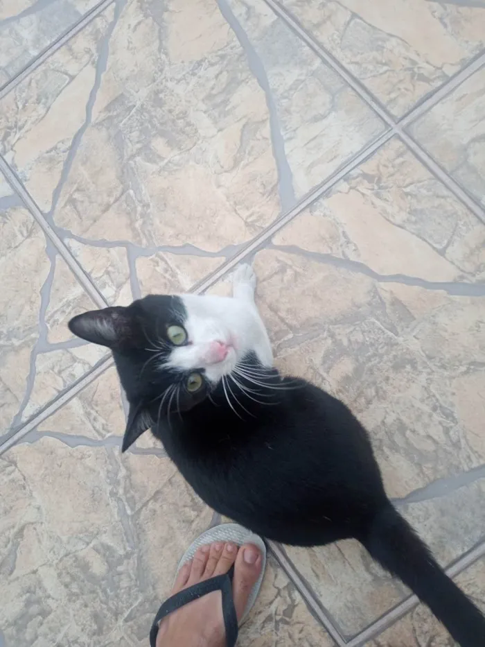 Gato ra a Indefinida  idade 7 a 11 meses nome Sem nome ainda.