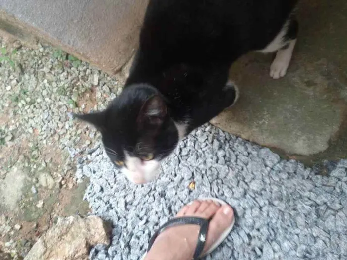 Gato ra a Indefinida  idade 7 a 11 meses nome Sem nome ainda.