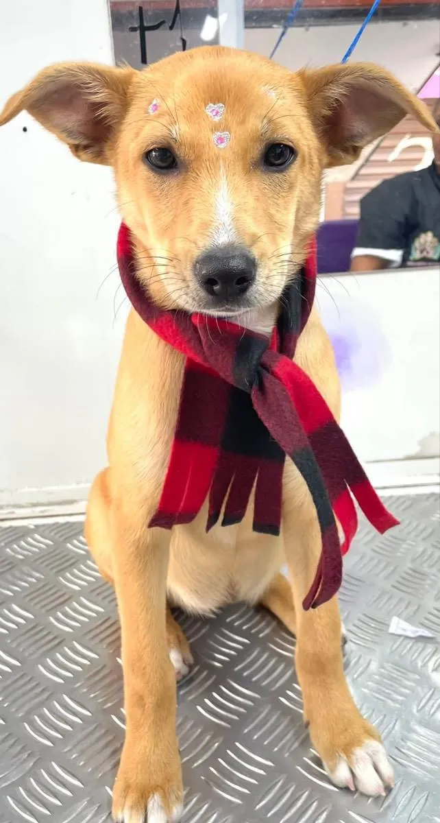 Cachorro raça Srd idade 2 a 6 meses nome Juju