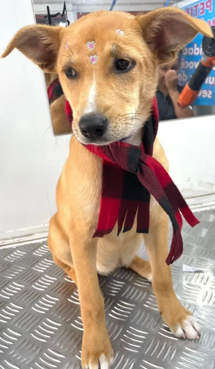 Cachorro raça Srd idade 2 a 6 meses nome Juju