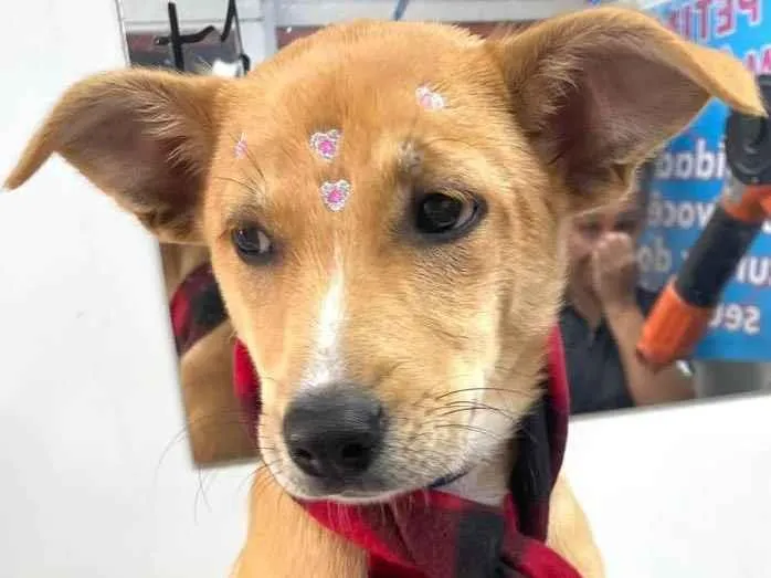 Cachorro raça Srd idade 2 a 6 meses nome Juju