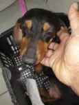 Belinha