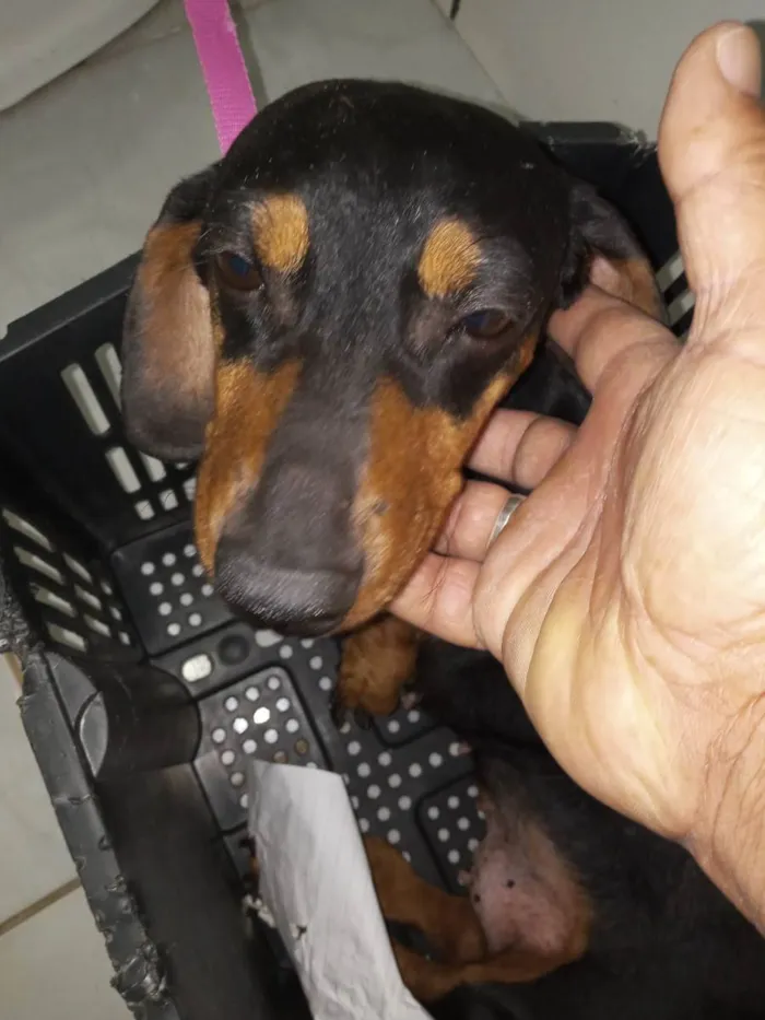 Cachorro ra a Mas conhecido, kofap  idade 2 anos nome Belinha