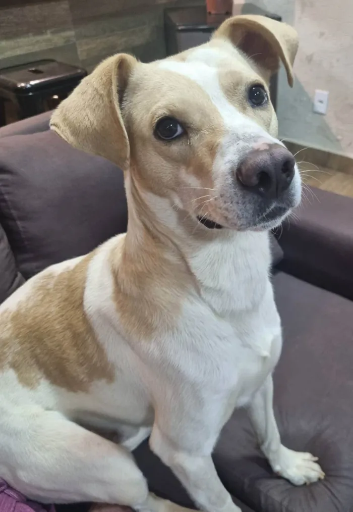 Cachorro ra a Srd idade 3 anos nome Dom