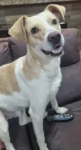 Dom