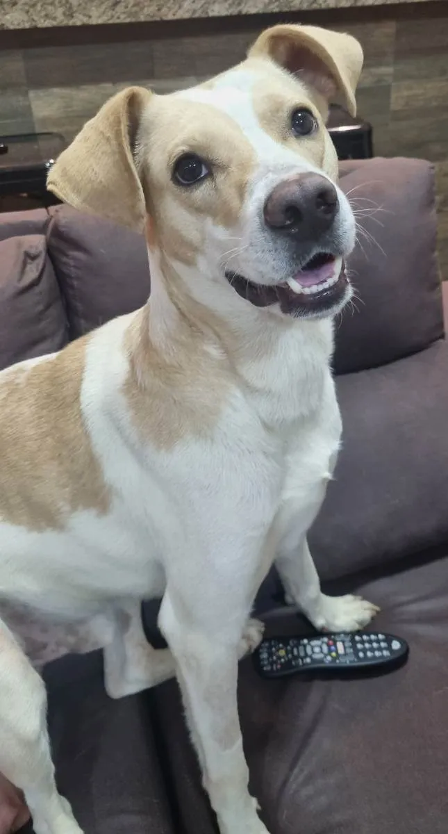 Cachorro ra a Srd idade 3 anos nome Dom