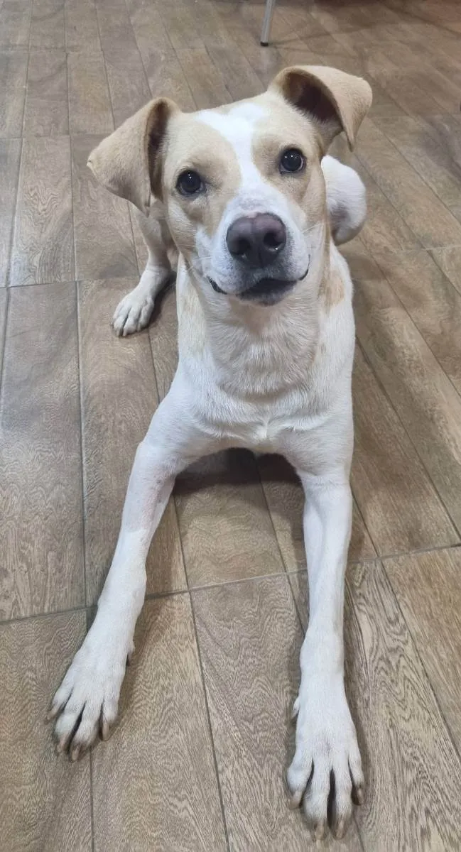 Cachorro ra a Srd idade 3 anos nome Dom
