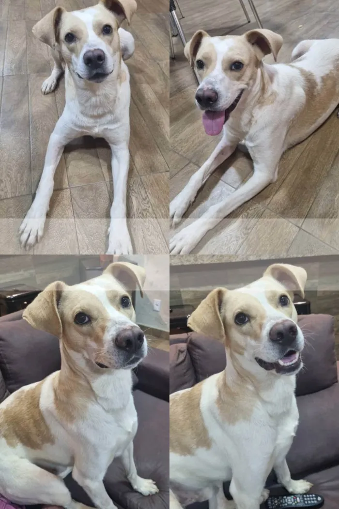 Cachorro ra a Srd idade 3 anos nome Dom