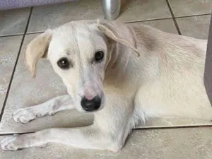 Cachorro raça Vira-lata  idade 1 ano nome Maitê